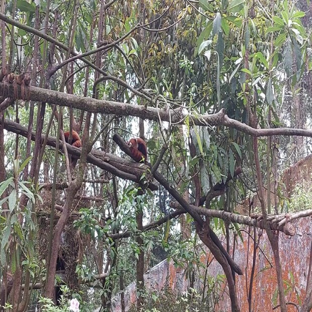 ১৯৭৫ সালে রাজ্যের প্রাক্তন রাজ্যপাল প্রয়াত পদ্মজা নাইডুর নামে চিড়িয়াখানার নামকরণ করেছিলেন তৎকালীন প্রধানমন্ত্রী প্রয়াত ইন্দিরা গান্ধি। 