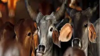 গরু পাচার মামলা