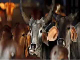 গরু পাচার মামলা