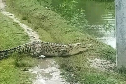কণকণদিঘির পাশে ঘুরে বেড়াচ্ছে কুমির