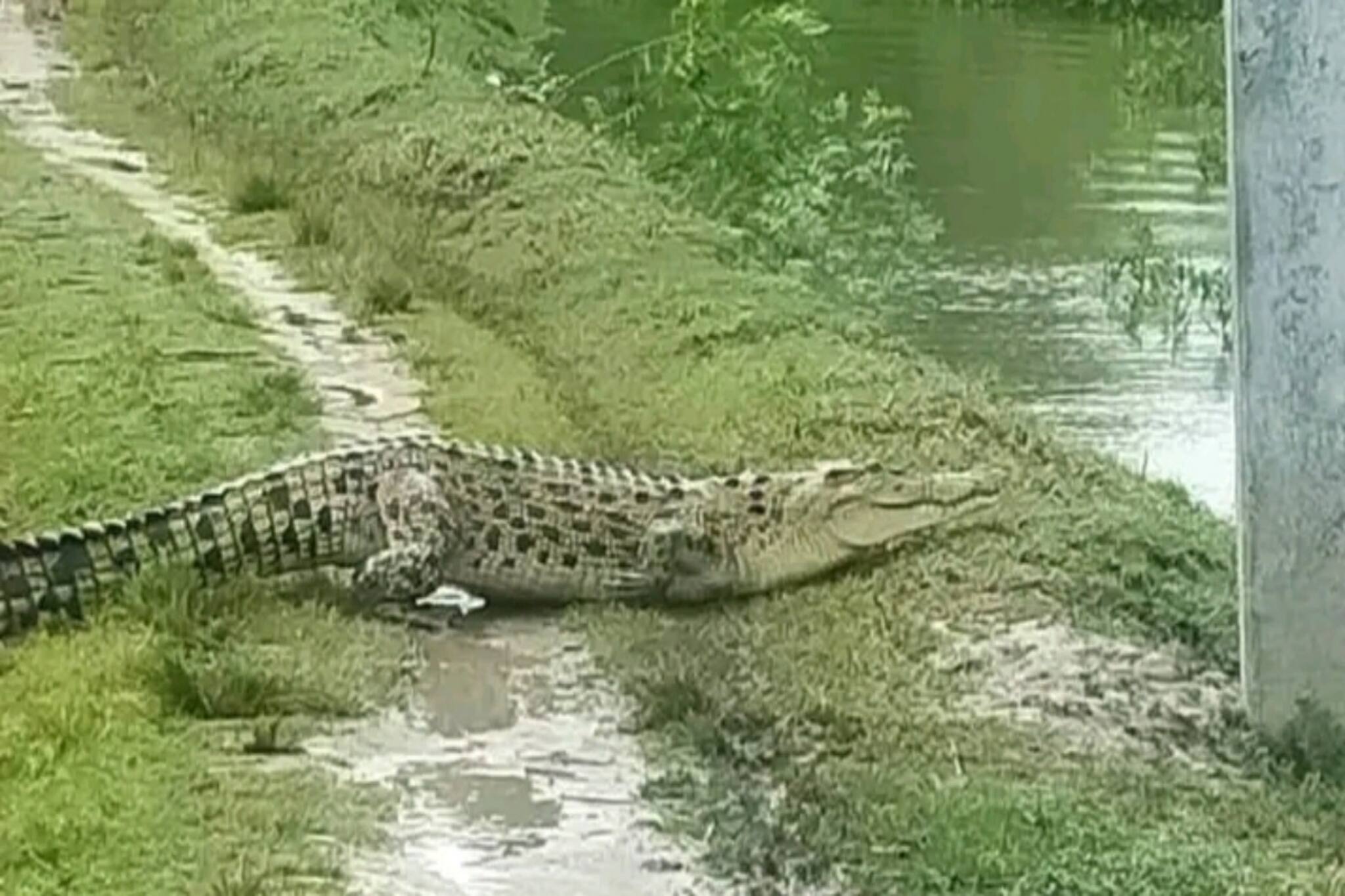 South 24 Pargana News: কণকণদিঘির পাশে ঘুরে বেড়াচ্ছে কুমির, রায়দিঘিতে তুমুল শোরগোল