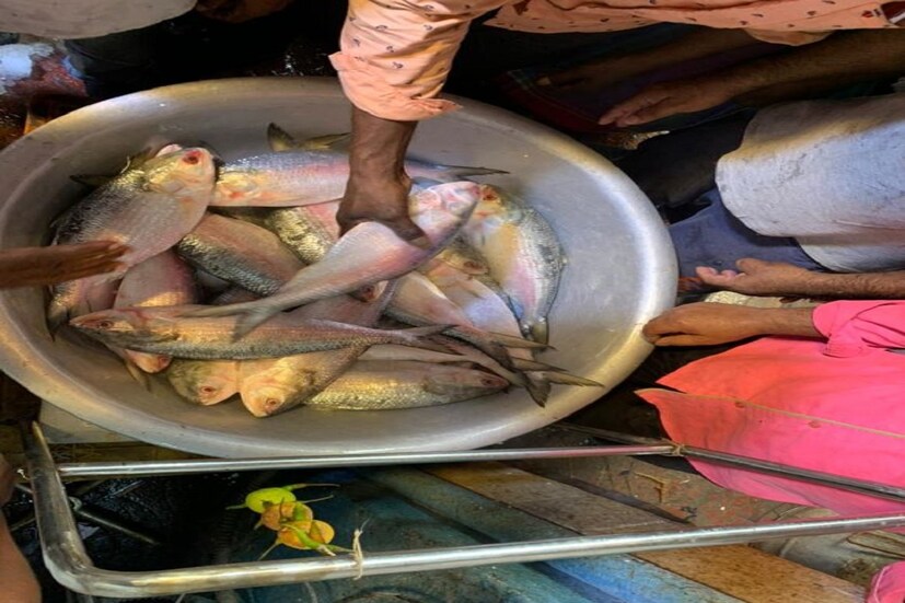 হাওড়া মাছ বাজার সূত্রে খবর, ৬০০-৭০০ গ্রাম থেকে ১ কেজি ওজনের মাছ বাংলাদেশ থেেক এসেছে৷ সাইজ অনুযায়ী পাইকারী বাজারে যে ইলিশ আজ ৮০০ থেকে ১০০০ টাকা কেজি দরে বিক্রি হয়েছে৷ 
