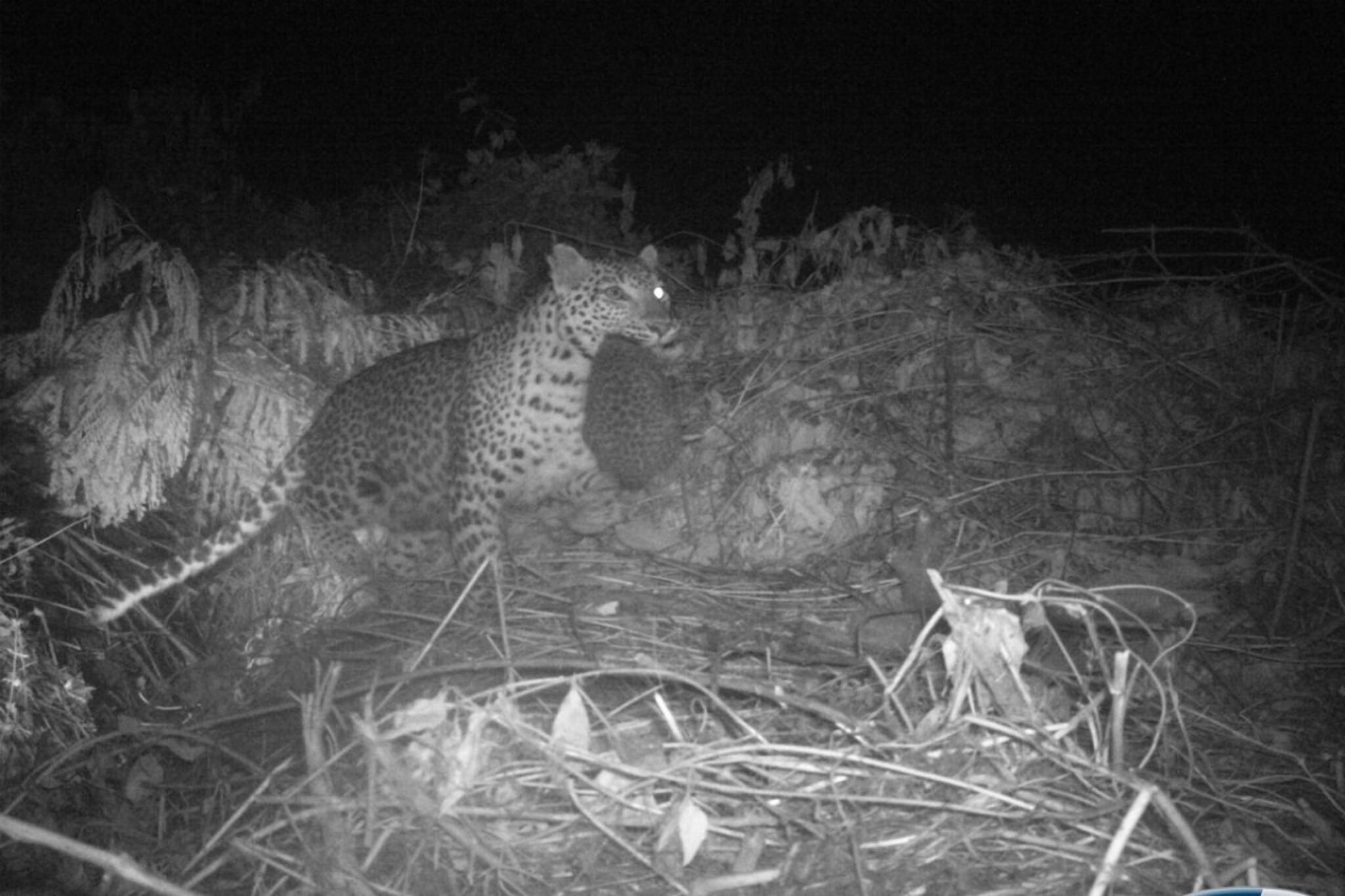 Alipurduar News: দুই হারিয়ে যাওয়া শাবককে ফিরিয়ে নিল মা চিতাবাঘ, ক‍্যামেরায় অভূতপূর্ব দৃশ্য!