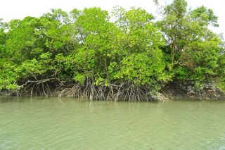 বাংলার সাফল্য শিখবে গুজরাত