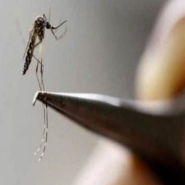  আর সন্ধ্যা বেলাতেই কেন মশারা ঝাঁকে ঝাঁকে বেরোয়, দিনের বেলায় এমন হয় না কেন? এর উত্তর হল দিনের আলোয় প্রকাশ্যে আসতে পছন্দ করে না তারা। তাই সন্ধে নামতেই তারা বেরিয়ে পড়ে।