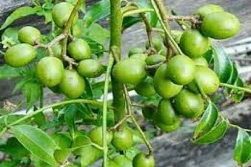 আমরা মাখাই হোক বা চাটনি৷ এই ফল অত্যন্ত সুস্বাদু ও পুষ্টিগুণে ভরা৷ প্রোটিন, ক্যালসিয়াম, আয়রন, ভিটামিন ও অন্যান্য বৈশিষ্ট্যের দিক দিয়ে আপেলের মতো ফলের তুলনায় কোনও অংশে কম নয় আমড়া৷