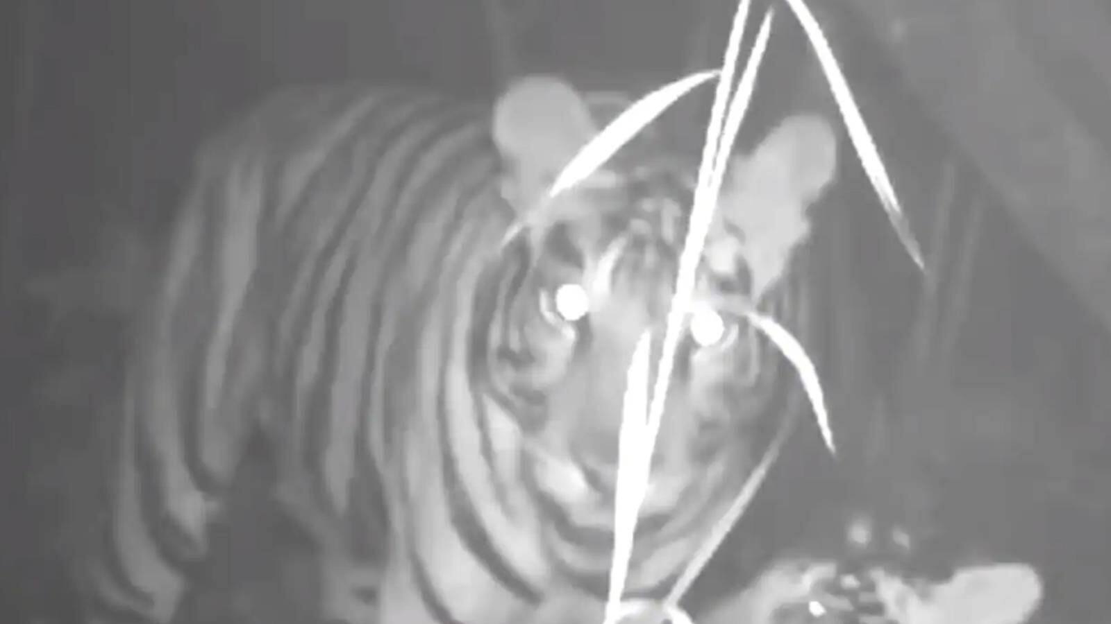 মায়ের সঙ্গে গভীর বনে অন্ধকারে ঘুরছে কালো রঙের বাঘের ছানা! ভাইরাল ঝড়ের গতিতে