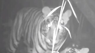  শাবকের সঙ্গে অতন্দ্র প্রহরী মা৷ এক মুহূর্তও কাছছাড়া করে না শাবককে