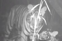 মায়ের সঙ্গে গভীর বনে অন্ধকারে ঘুরছে কালো রঙের বাঘের ছানা! ভাইরাল ঝড়ের গতিতে মায়ের সঙ্গে গভীর বনে অন্ধকারে ঘুরছে কালো রঙের বাঘের ছানা! ভাইরাল ঝড়ের গতিতে