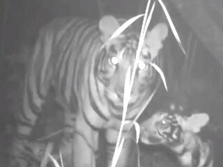  শাবকের সঙ্গে অতন্দ্র প্রহরী মা৷ এক মুহূর্তও কাছছাড়া করে না শাবককে