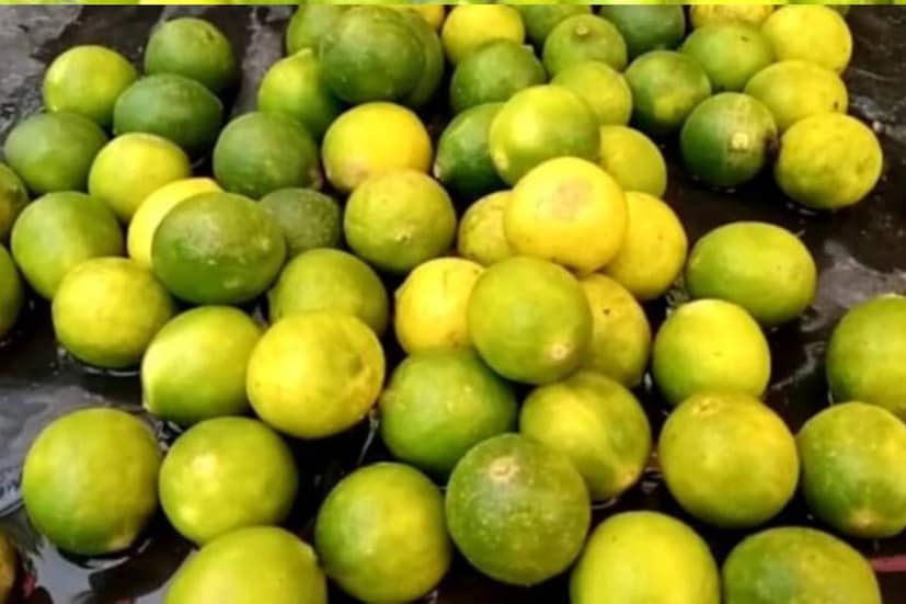 পাতিলেবুতে থাকা ভিটামিন সি ও সাইট্রিক অ্যাসিড খাবারের আয়রন শোষণ করে এবং রক্তে হিমোগ্লোবিনের মাত্রা বজায় রাখে ৷ তাই অ্যানিমিয়া রোগীদের ডায়েটেও পাতিলেবু থাকা বাঞ্ছনীয় ৷ তবে পাতিলেবু থেকেও শরীরে সমস্যা দেখা দিতে পারে ৷ হতে পারে অ্যাসিডিটি ৷ তাই সেক্ষেত্রে চিকিৎসকের পরামর্শ নিন অবশ্যই ৷