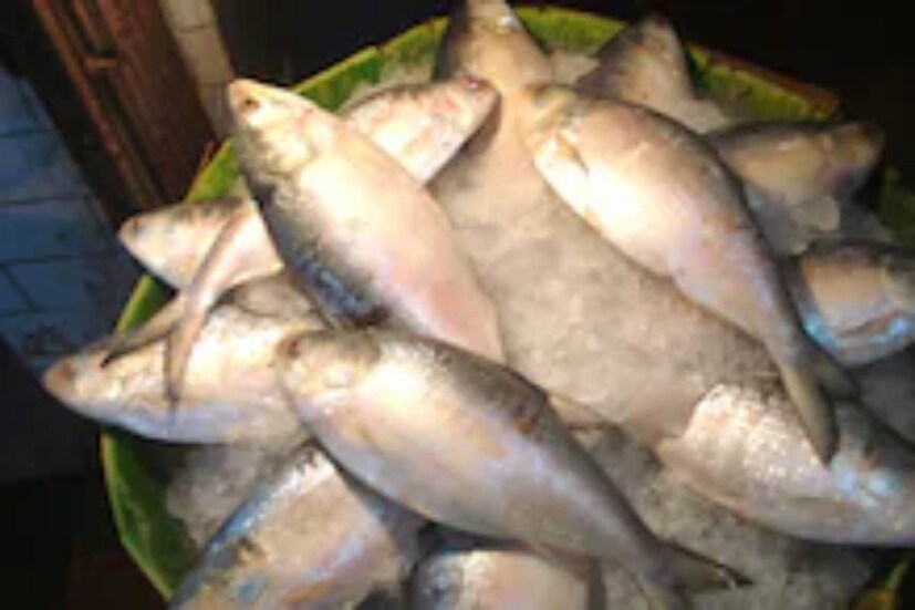 কাঁচালঙ্কা কালোজিরে দিয়ে ঝোলই হোক বা পাতুরি কিংবা ভাপা, যে পদই হোক না কেন, ইলিশ খুব বেশি ক্ষণ আগুনের আঁচে রাখবেন না ৷ অর্থাৎ খুব বেশি সময় ধরে রান্না করবেন না ৷ এতে মাছের স্বাদগন্ধ কমে যায় ৷ 