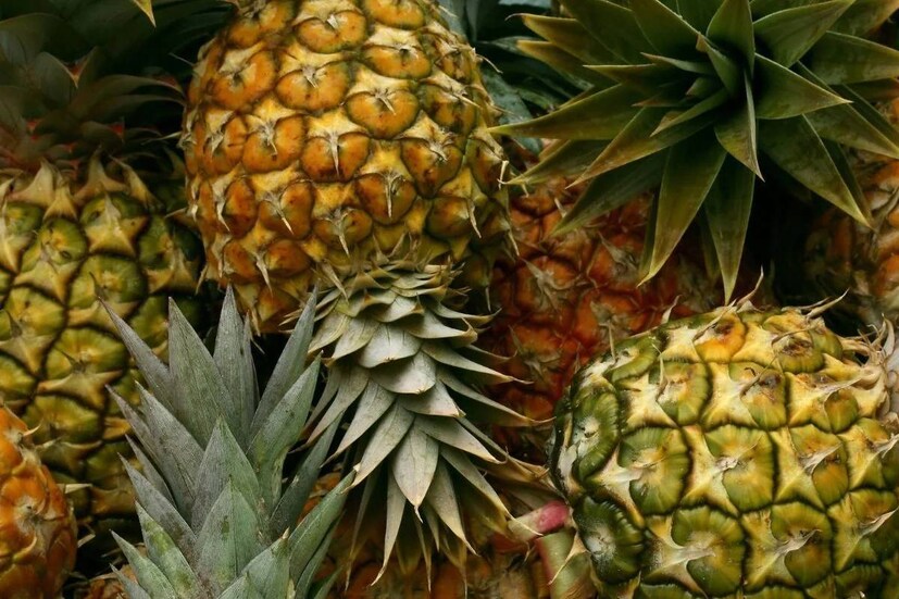 স্বাদে মিষ্টত্ব থাকলেও আনারসে গ্লাইসেমিক ইনডেক্স কম৷ তাই মধুমেহ রোগীরা এই ফল খেতে পারেন৷ তাছাড়া এই ফলে সোডিয়াম কম, ডায়েটরি ফাইবার আছে প্রচুর৷ হৃদরোগ, উচ্চরক্তচাপ নিয়ন্ত্রণেও কার্যকর আনারস৷