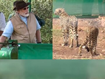 নামিবিয়া থেকে আসা চিতাদের মধ্যে তিনটিকে মধ্যপ্রদেশের কুনো জাতীয় উদ্যানের তৃণপ্রান্তরে উন্মুক্ত করলেন তিনি