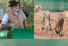 জন্মদিনে জাতীয় উদ্যানে নামিবিয়া থেকে আসা চিতাদের উন্মুক্ত করলেন প্রধানমন্ত্রী