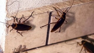 এগুলো মেনে চললেই আরশোলার উপদ্রব থেকে মুক্তি মিলবে