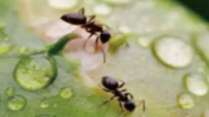 এক একজন মানুষের মাথা পিছু, প্রায় ২.৫ মিলিয়ন পিঁপড়ে রয়েছে এক একজন মানুষের মাথা পিছু, প্রায় ২.৫ মিলিয়ন পিঁপড়ে রয়েছে