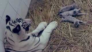 বাঘিনির কাছেই শুকনো ঘাসের উপর শুয়ে আছে তিন নবজাতক 