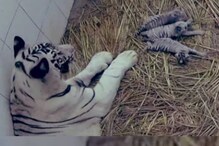 ৭ বছরের বাঘিনি ৩ টি সাদা ব্যাঘ্রশাবকের জন্ম দিল দিল্লির চিড়িয়াখানায় ৭ বছরের বাঘিনি ৩ টি সাদা ব্যাঘ্রশাবকের জন্ম দিল দিল্লির চিড়িয়াখানায়