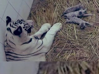 বাঘিনির কাছেই শুকনো ঘাসের উপর শুয়ে আছে তিন নবজাতক 