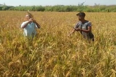 খুশি রাজ্যের শস্য ভান্ডারের কৃষকরা