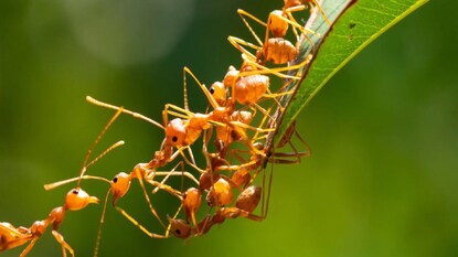 প্রতীকী ছবি প্রতীকী ছবি