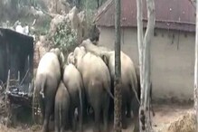Elephant Attack: ঝাড়গ্রামের বিনপুরে দাপিয়ে বেড়াচ্ছে ৪০-৫০টি হাতির দল Elephant Attack: ঝাড়গ্রামের বিনপুরে দাপিয়ে বেড়াচ্ছে ৪০-৫০টি হাতির দল