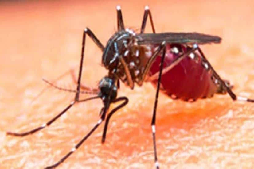 ​ডেঙ্গি মশার শরীরে ভাইরাস আসে কী করে? চিকিৎসকদের মতে, এটা একটা চক্রাকার পদ্ধতিতে ঘটতে থাকে। আসলে আমাদের মধ্যে প্রচুর মানুষ ডেঙ্গি আক্রান্ত। এবার এই এডিস মশা সেই মানুষকে কামড়ায়। তারপর সেই মশার শরীরে প্রবেশ করে ভাইরাস। এবার সেই মশা আবার কোনও সুস্থ মানুষকে কামড়াতে পারে। সেক্ষেত্রে রোগ ছড়িয়ে যায় সুস্থ মানুষের মধ্যে। এভাবে একজন থেকে অপরজনে ছড়িয়ে যায় রোগটি। তাই সতর্ক থাকার চেষ্টা করতে হবে।
