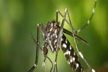 Malda Dengue: মালদহে বাড়ছে ডেঙ্গি উদ্বেগ, জেলায় আক্রান্ত শতাধিক