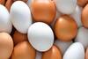 কোল্ড স্টোরেজের অস্বাস্থ্যকর ডিম পাতে পড়ছে না তো? রাজ্য জুড়ে তল্লাশি জারি!