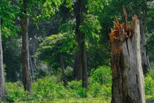 গাছ বাঁচাতে কড়া আইন বন দফতরের! বাড়ির, বাগানের গাছ কাটলেও মানতে হবে নিয়ম গাছ বাঁচাতে কড়া আইন বন দফতরের! বাড়ির, বাগানের গাছ কাটলেও মানতে হবে নিয়ম