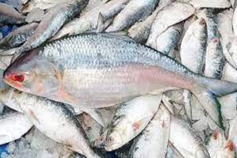 বাংলাদেশ থেকে এই ইলিশ আসায় আমরা খুব খুশি। পুজোর আগে পুরো মাছ চলে আসবে বলে মনে করছি। এ বার থেকে নিয়মিত মাছ আসবে।' সম্প্রতি বাংলাদেশের বাণিজ্য মন্ত্রকের তরফে বিজ্ঞপ্তি জারি করে বলা হয়েছিল, আসন্ন দুর্গাপুজো উপলক্ষে ভারতে ইলিশ রফতানিতে অনুমতি দেওয়া হয়েছে। প্রতীকী ছবি ৷