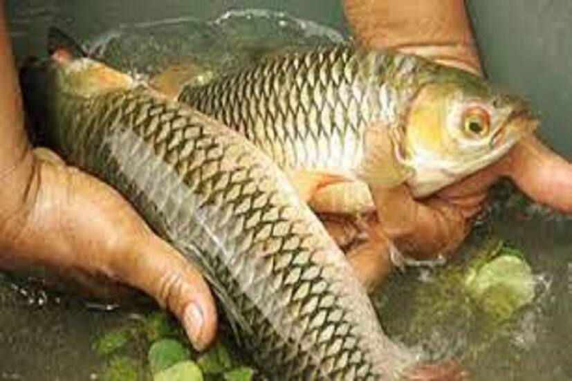 সেই চালানি মাছ খেয়ে মোটেই সন্তুষ্ট নন বীরভূম জেলা তৃণমূল কংগ্রেস সভাপতি ৷ ফাইল ছবি ৷