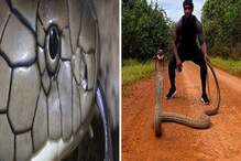 Viral Snake Photos: আগুন নিয়ে খেলছেন! কিং কোবরা ধরতে গিয়ে প্রাণ বাজি যুবকের, হাড়হিম-তোলপাড় করা ভয়ঙ্কর ছবি কাঁপাচ্ছে সোশ্যাল মিডিয়া Viral Snake Photos: আগুন নিয়ে খেলছেন! কিং কোবরা ধরতে গিয়ে প্রাণ বাজি যুবকের, হাড়হিম-তোলপাড় করা ভয়ঙ্কর ছবি কাঁপাচ্ছে সোশ্যাল মিডিয়া