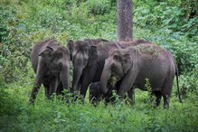 বর্ধমানে ঢোকার ভাবনা হাতির দলের ? দামোদরের তীরে সতর্ক নজর বন দফতরের বর্ধমানে ঢোকার ভাবনা হাতির দলের ? দামোদরের তীরে সতর্ক নজর বন দফতরের