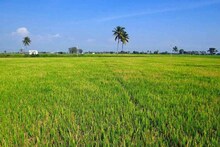 চাষের জমি বেচলেও ভালই কর দিতে হয়, কোন উপায়ে তা হলে পয়সা বাঁচাবেন? জেনে নিন
