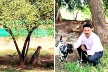 ২০বার 'টোপ'! তবুও এই ভাগ্যবান ছাগলকে খেতে পারল না ভয়ঙ্কর চিতার দল ২০বার 'টোপ'! তবুও এই ভাগ্যবান ছাগলকে খেতে পারল না ভয়ঙ্কর চিতার দল