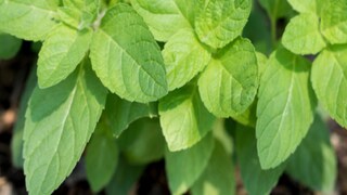 তুলসি পাতা তোলার আছে নিজস্ব নিয়ম, জানেন কি? না মানলে অর্থাভাব কখনও পিছু ছাড়বে না