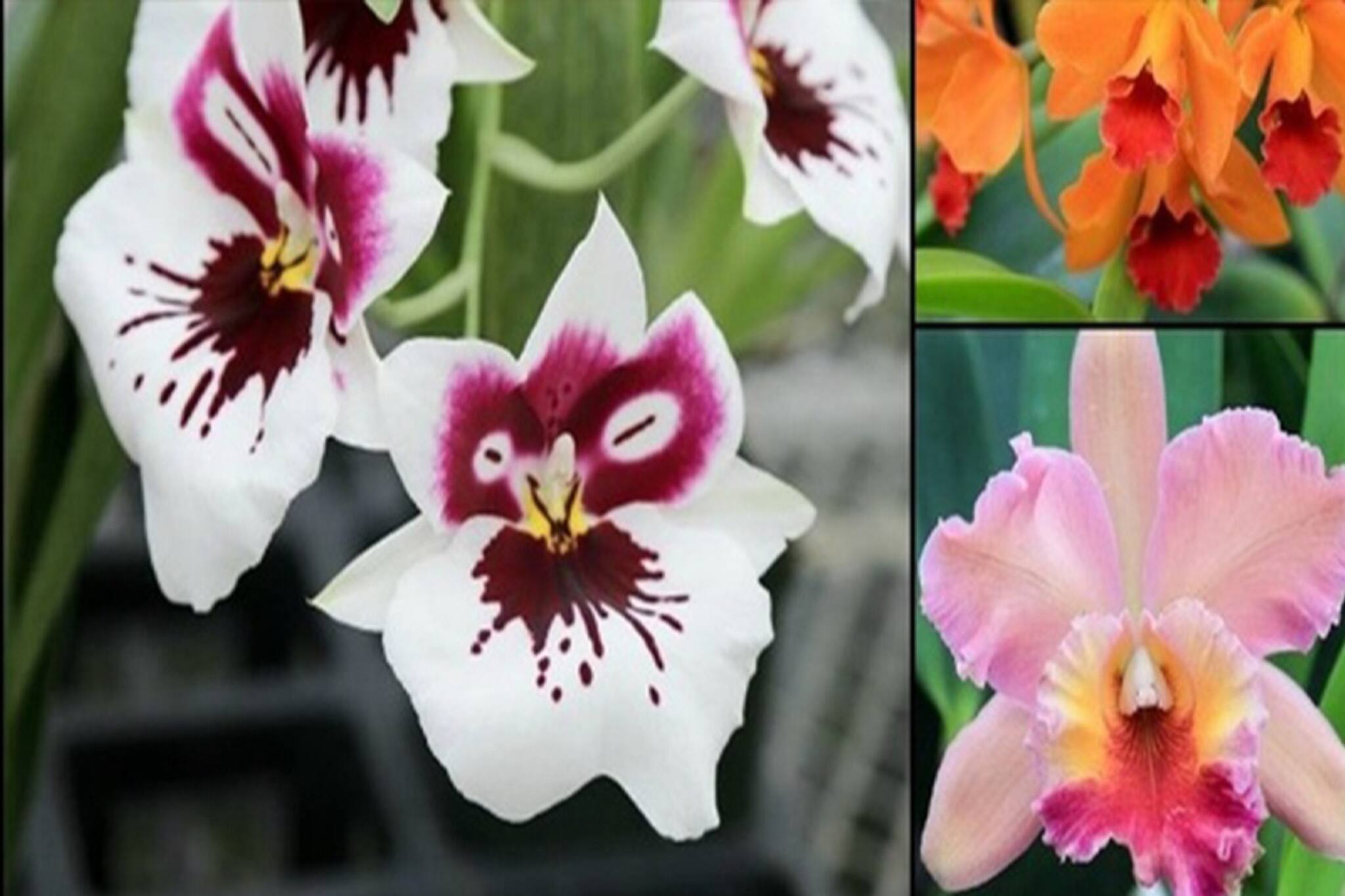 Siliguri news : ফিল্ম এবং অর্কিড গুরুত্ব পাচ্ছে ইন্টারন্যাশনাল ট্যুরিজম কনক্লেভে