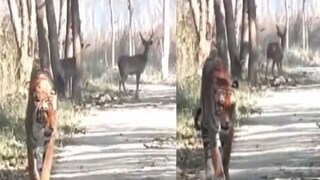 ফিরে তাকায় না বাঘ, ভয় নেই হরিণেরও! ভাইরাল ভিডিওয় তাজ্জব সোশ্যাল মিডিয়া