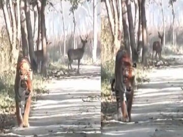ফিরে তাকায় না বাঘ, ভয় নেই হরিণেরও! ভাইরাল ভিডিওয় তাজ্জব সোশ্যাল মিডিয়া