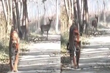 ফিরে তাকায় না বাঘ, ভয় নেই হরিণেরও! ভাইরাল ভিডিওয়ে তাজ্জব সোশ্যাল মিডিয়া ফিরে তাকায় না বাঘ, ভয় নেই হরিণেরও! ভাইরাল ভিডিওয়ে তাজ্জব সোশ্যাল মিডিয়া