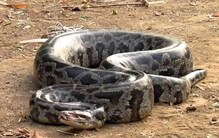 খাবার খুঁজতে এসে যা হাল হল বিশাল অজগরের... খাবার খুঁজতে এসে যা হাল হল বিশাল অজগরের...