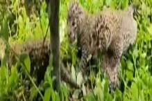 চা বাগানে চিতাবাঘের শাবক দেখতে ভিড় স্থানীয়দের চা বাগানে চিতাবাঘের শাবক দেখতে ভিড় স্থানীয়দের
