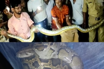 এত বড় সাপ? মাথাভাঙ্গায় ১০ ফুটের বিশাল আকার রক পাইথন উদ্ধার! দেখুন