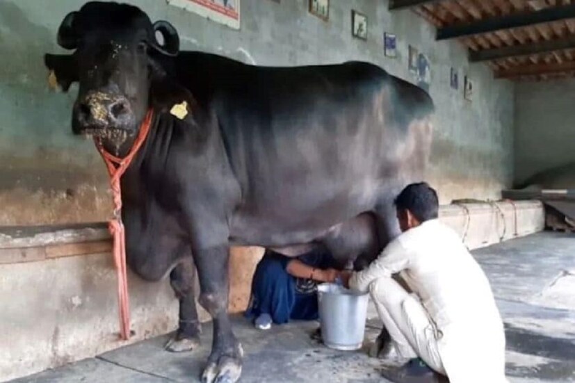 দক্ষিণ এশিয়া এবং চিনে মোষের দুধ ব্যাপকভাবে খাওয়া হয়। যদিও এটি ইতালি এবং অন্যান্য কিছু দেশ ছাড়া মার্কিন যুক্তরাষ্ট্র বা ইউরোপে ব্যাপকভাবে খাওয়া হয় না। এটি ভারতেও বেশি ব্যবহৃত হয়। ভারতে এর দাম প্রতি লিটার ৭০ থেকে ৮০ টাকা। আমেরিকায় এর জন্য আড়াইশো টাকা খরচ করতে হবে।