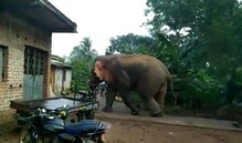 হাতিকে বিরক্ত করার ফল মিলল হাতে নাতে! ভয়াবহ অবস্থা হল এক ব্যক্তির!