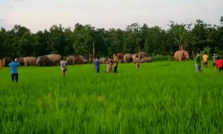 ধানজমিতে হাতি 