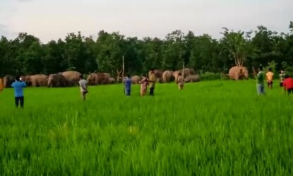 ধানজমিতে হাতি 