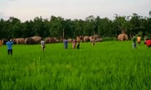 ধান জমিতে নেমে তাণ্ডব একদল হাতির, মাথায় হাত চাষীদের ধান জমিতে নেমে তাণ্ডব একদল হাতির, মাথায় হাত চাষীদের